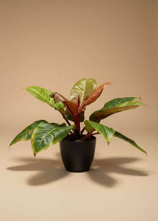 Philodendron Imperial Red | Self-Heading Philodendron Red
