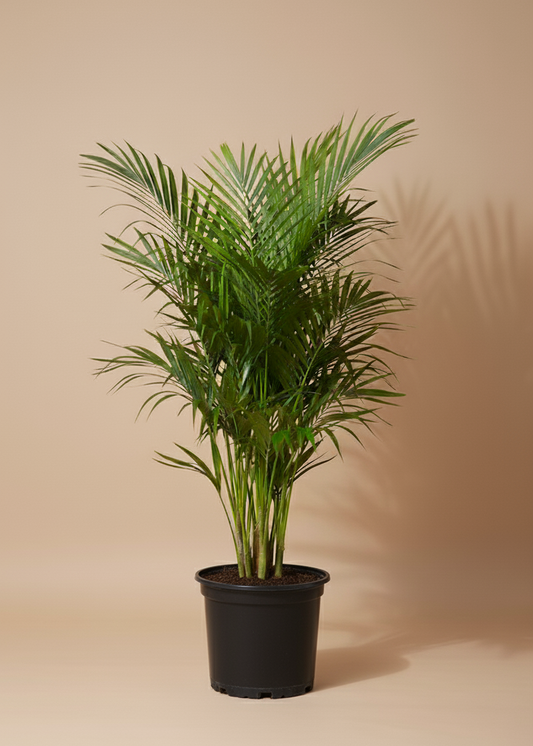 Kentia Palm 1.2m | Howea Forsteriana