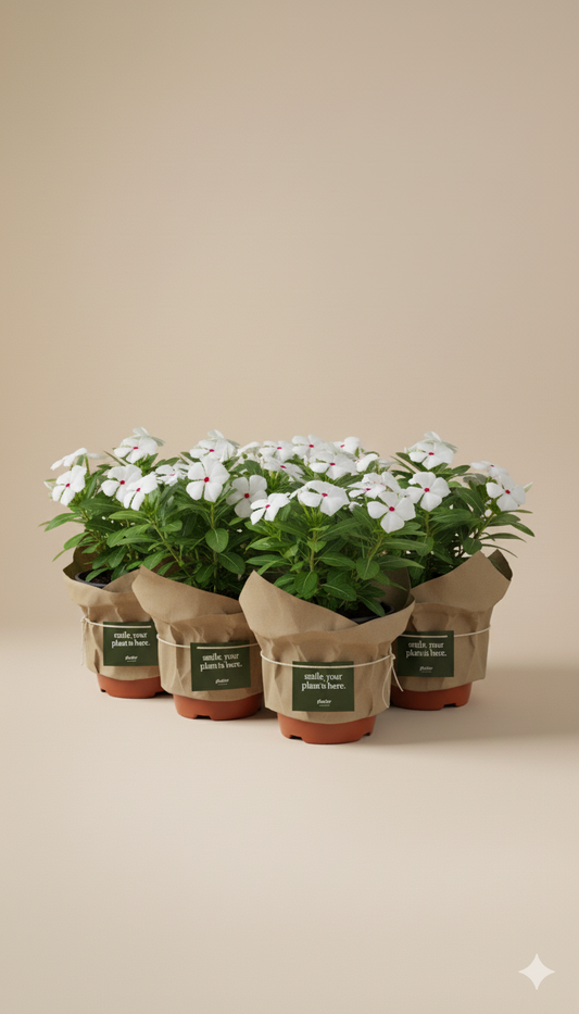 Vinca | Flowering Outdoor Plants