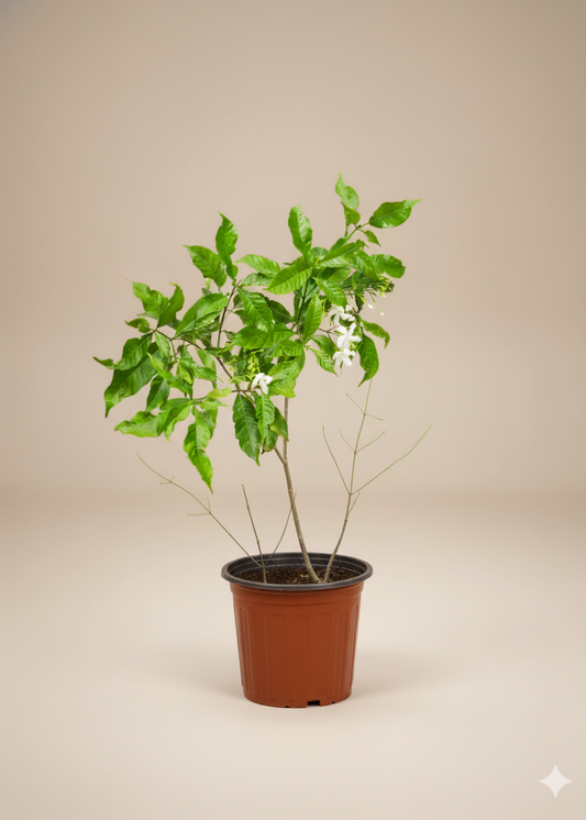 Crepe Jasmine | Tabernaemontana Divaricata