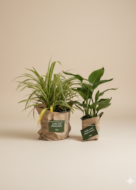 Easy Care Plant Duo - Spider Plant & Baby Bird of Paradise | Beginner Friendly Indoor Plants Set