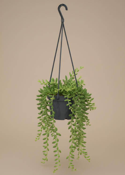 String of Bananas | Senecio Radicans