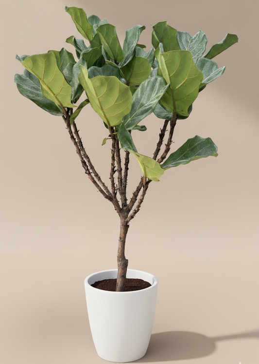 Potted plant with large green leaves on a beige background
