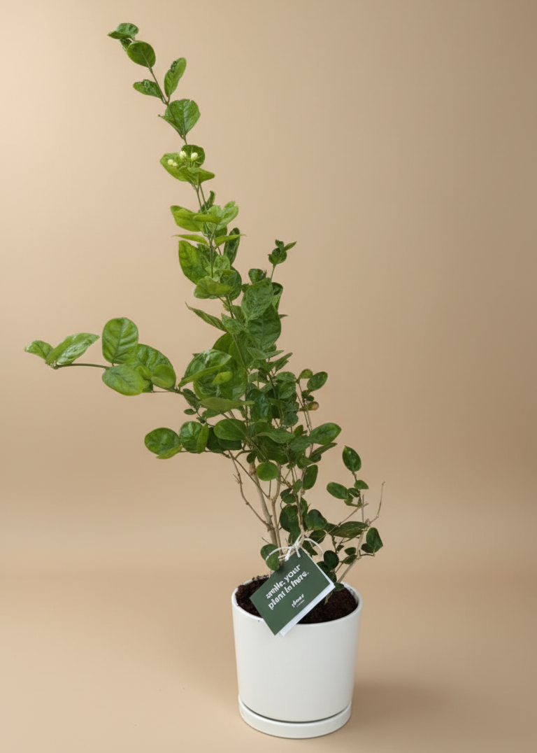 Potted plant with a green label on a beige background