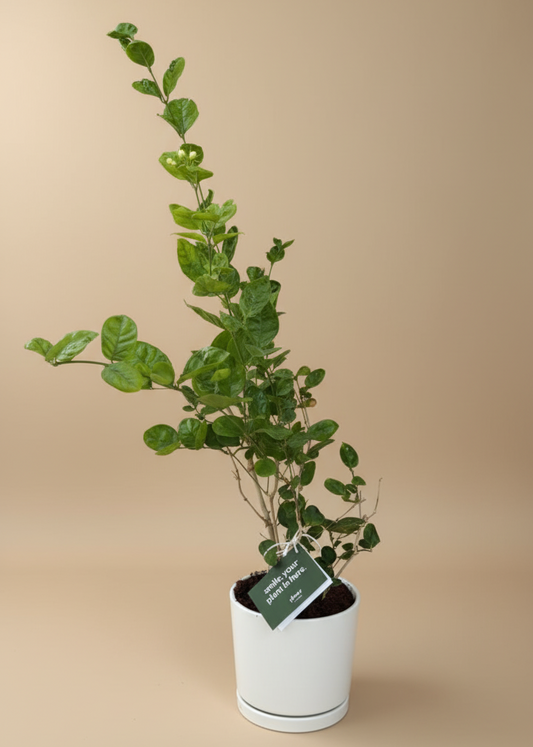 Potted plant with a green label on a beige background