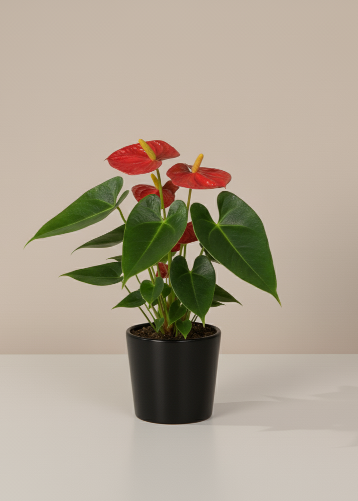 Potted plant with red flowers and green leaves on a beige background