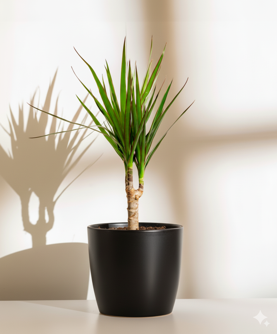 Crimson Dragon Tree | Dracaena Marginata