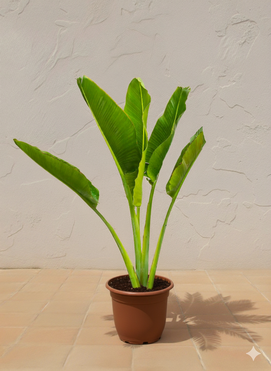 Traveller's Palm