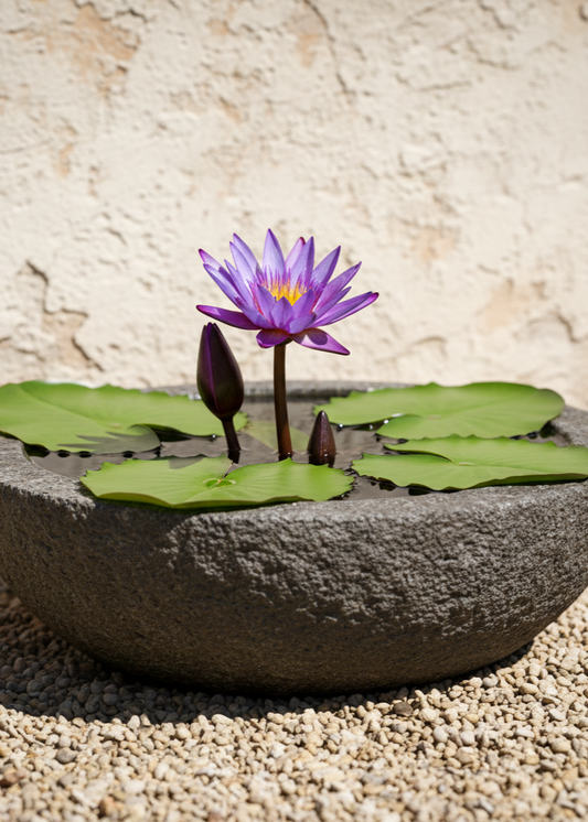 Purple water lily in a stone bowl with a stone wall background