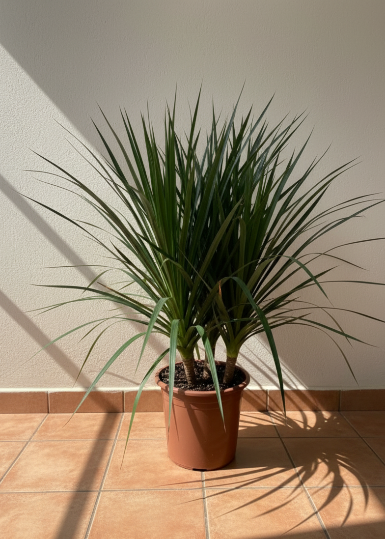 Yucca Plant | Desert Sword Plant