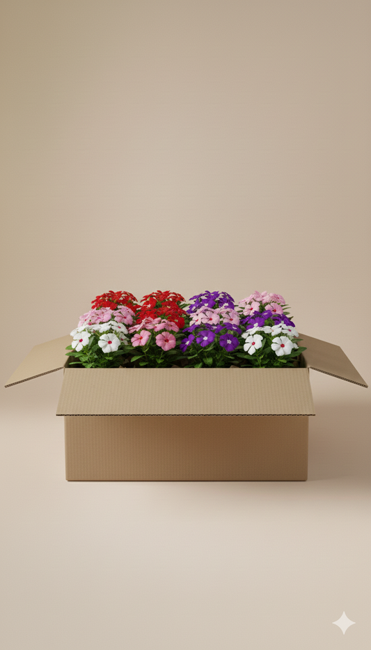 Vinca | Flowering Outdoor Plants