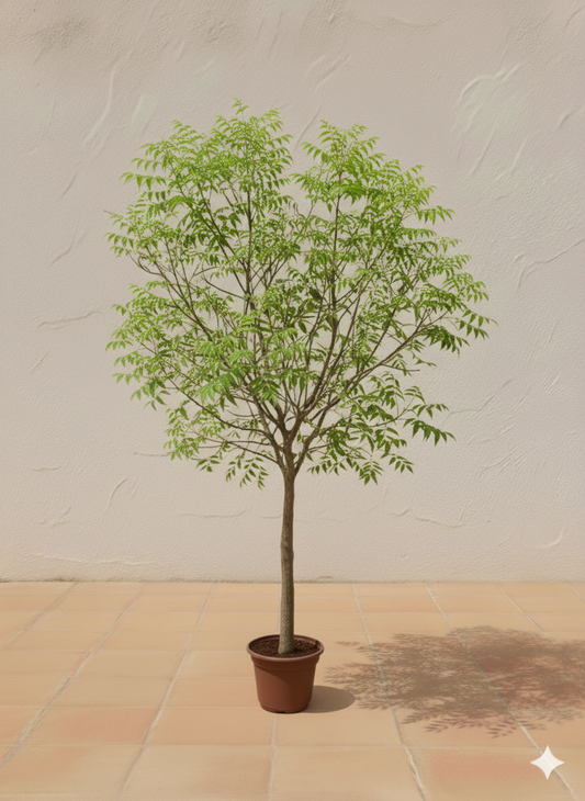 Neem Tree (Azadirachta indica)