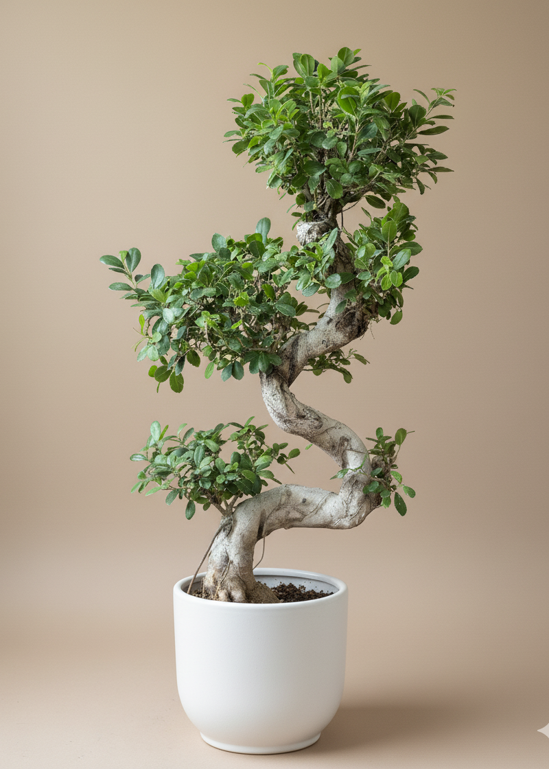 Potted bonsai tree on a beige background
