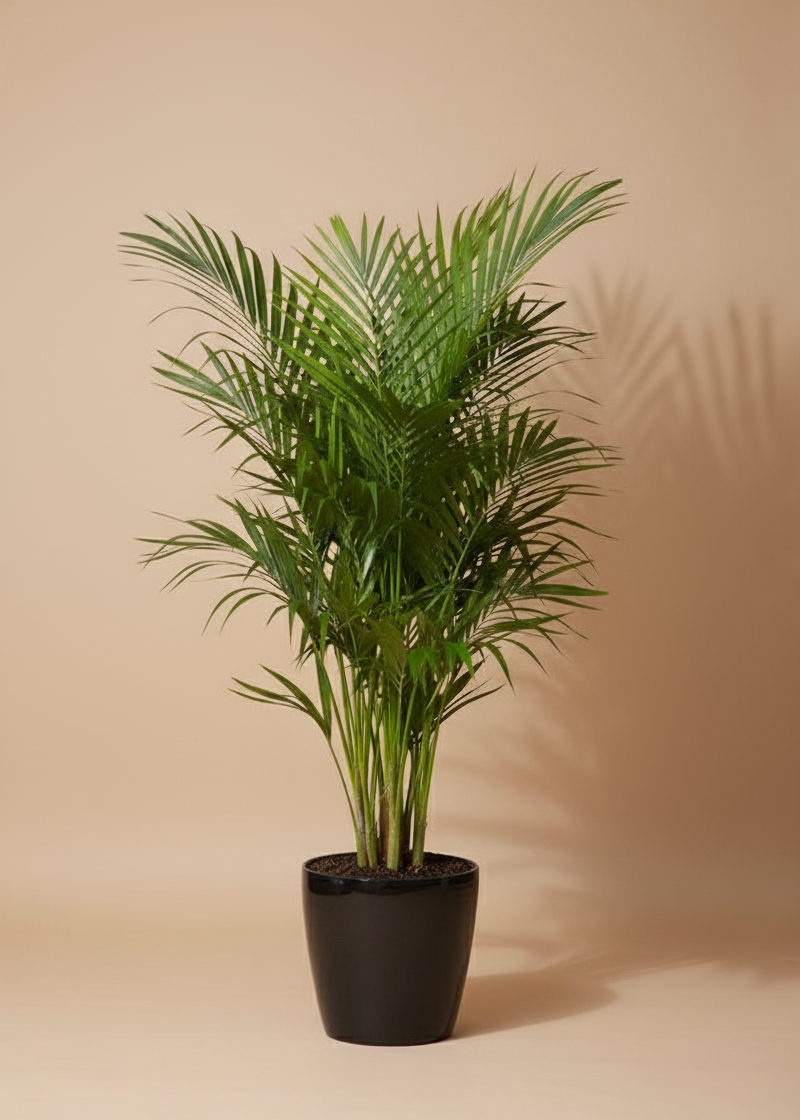 Kentia Palm 1.2m | Howea Forsteriana