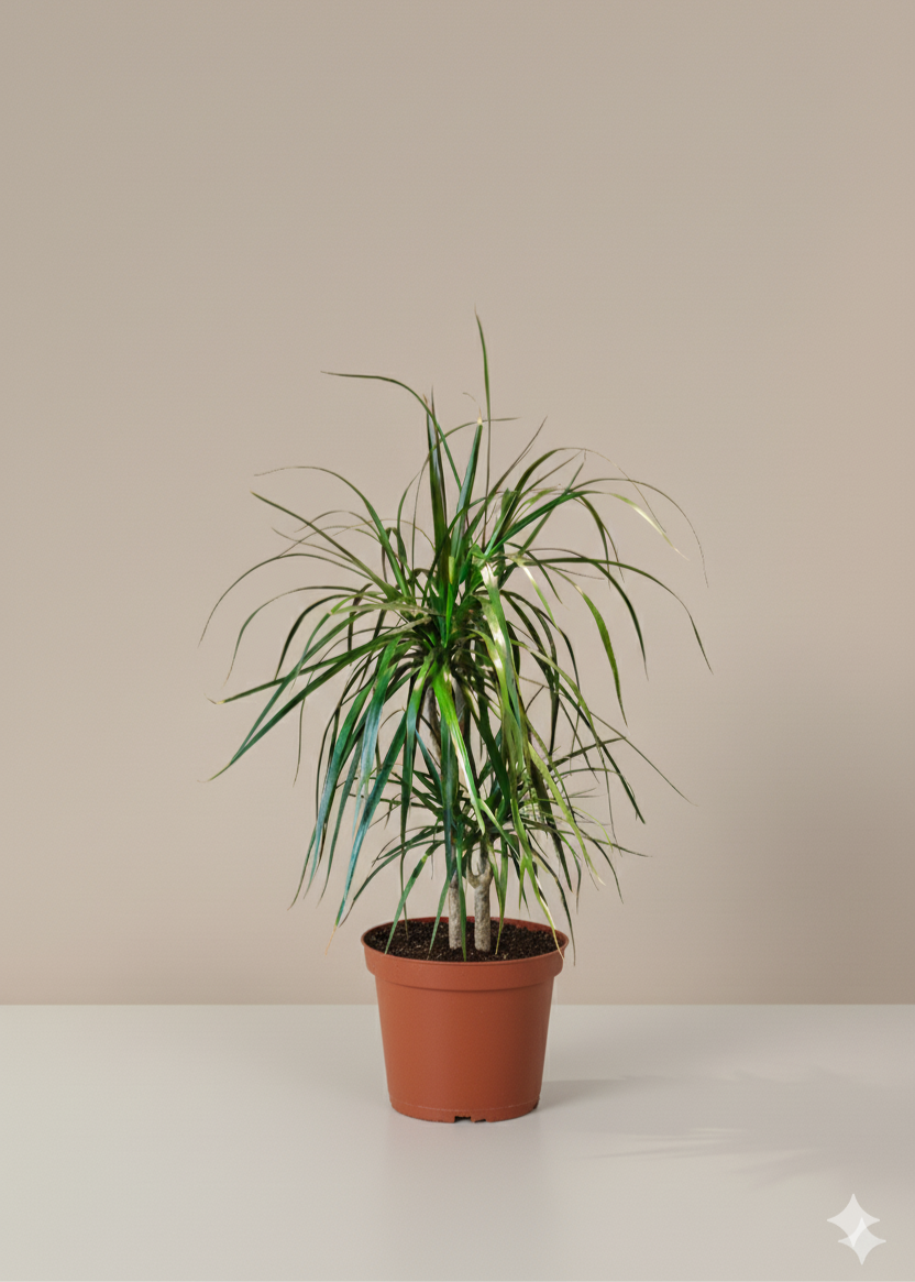 Crimson Dragon Tree | Dracaena Marginata