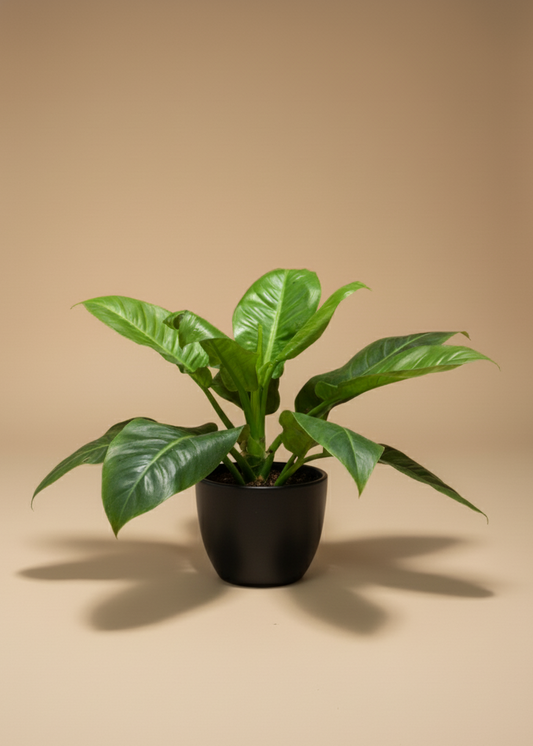 Philodendron Imperial Green | Self-Heading Philodendron Green