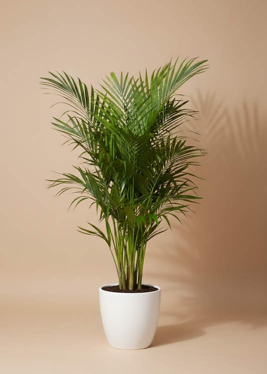 Kentia Palm 1.2m | Howea Forsteriana