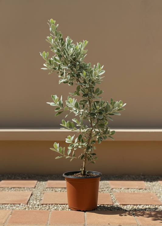 Silver Damas | Conocarpus Erectus