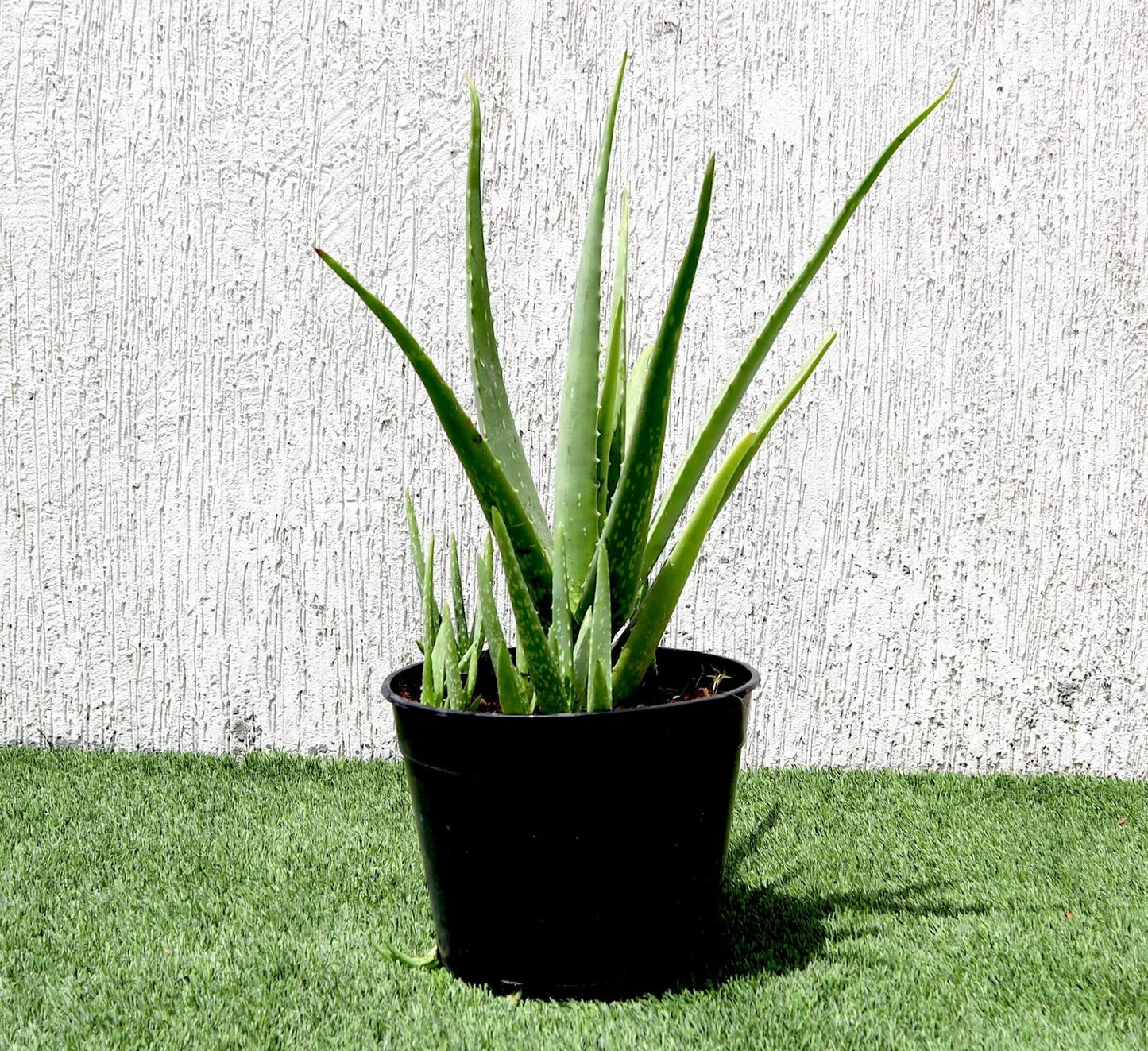 Aloe Vera | Sun-Loving, Low Maintenance Indoor Plant الألوة فيرا
