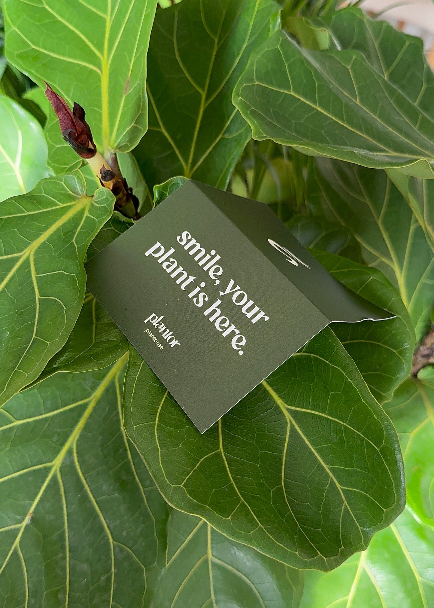 Plant pot with a tag reading 'smile, your plant is here' on green leaves.