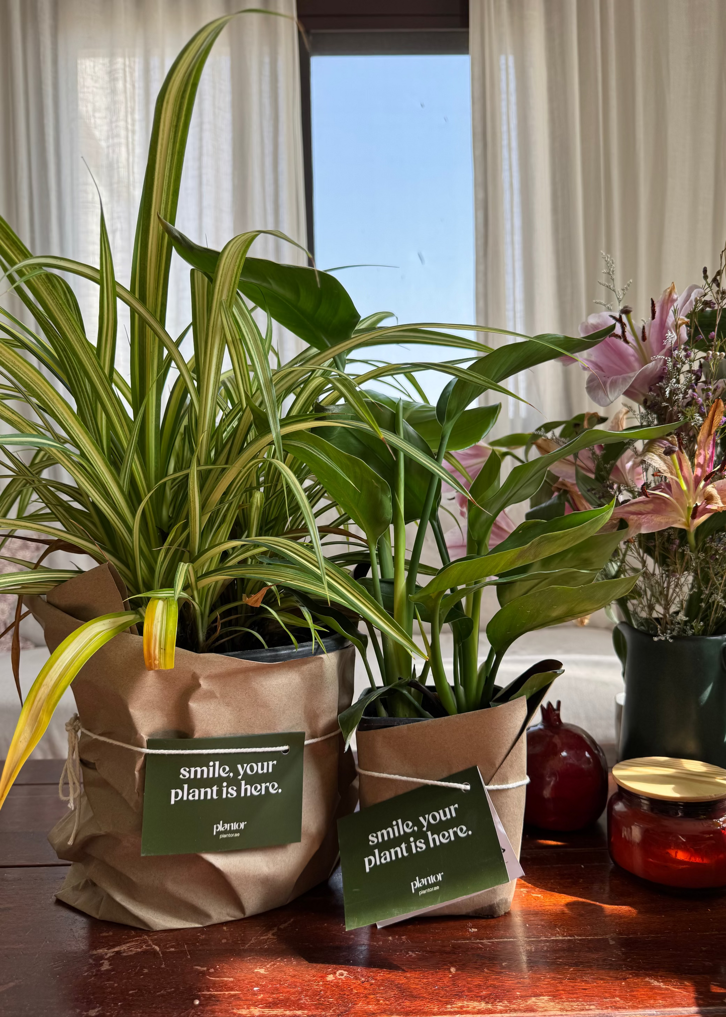 Easy Care Plant Duo - Spider Plant & Baby Bird of Paradise | Beginner Friendly Indoor Plants Set
