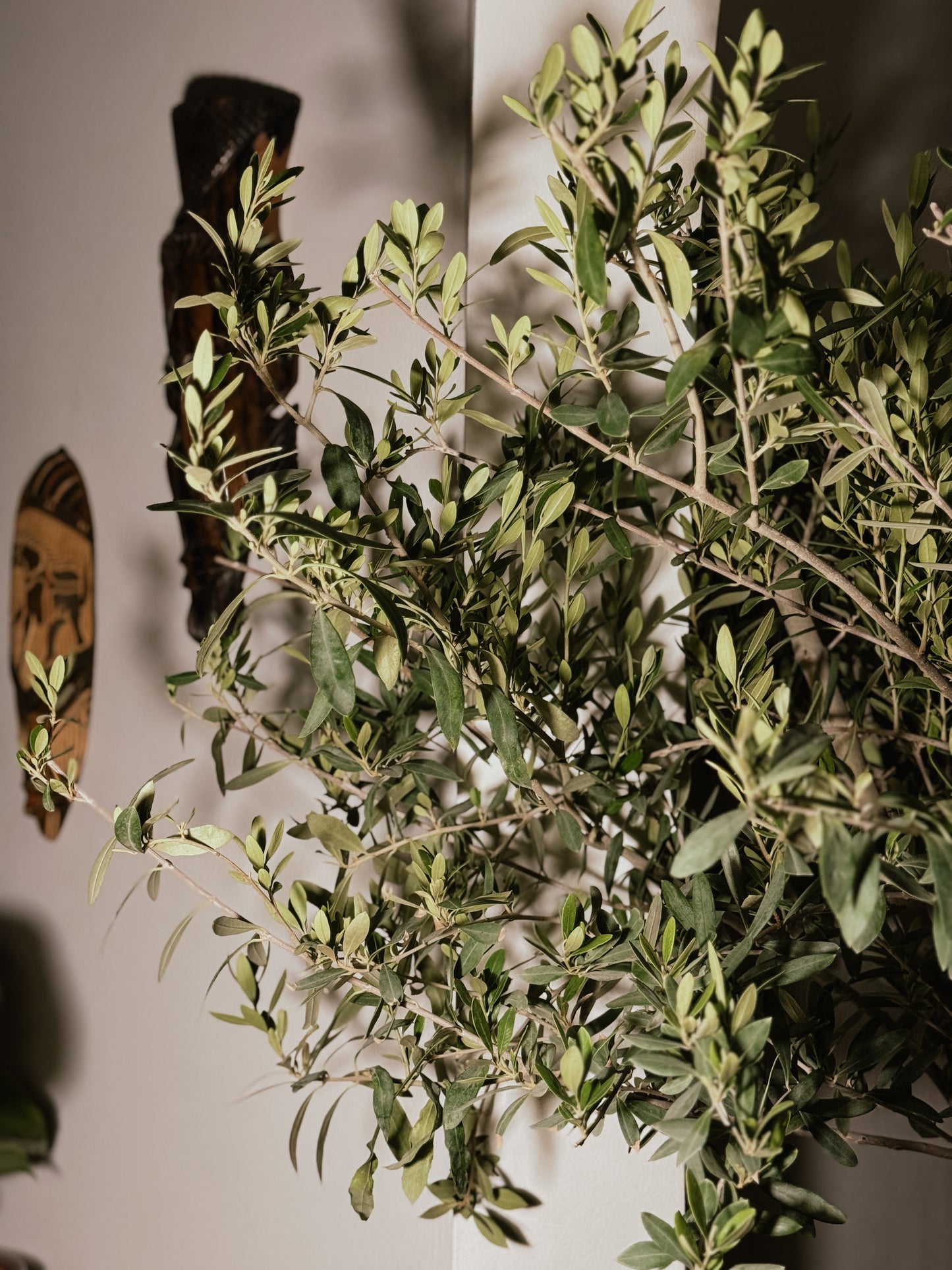 Olive Tree (Olea europaea)