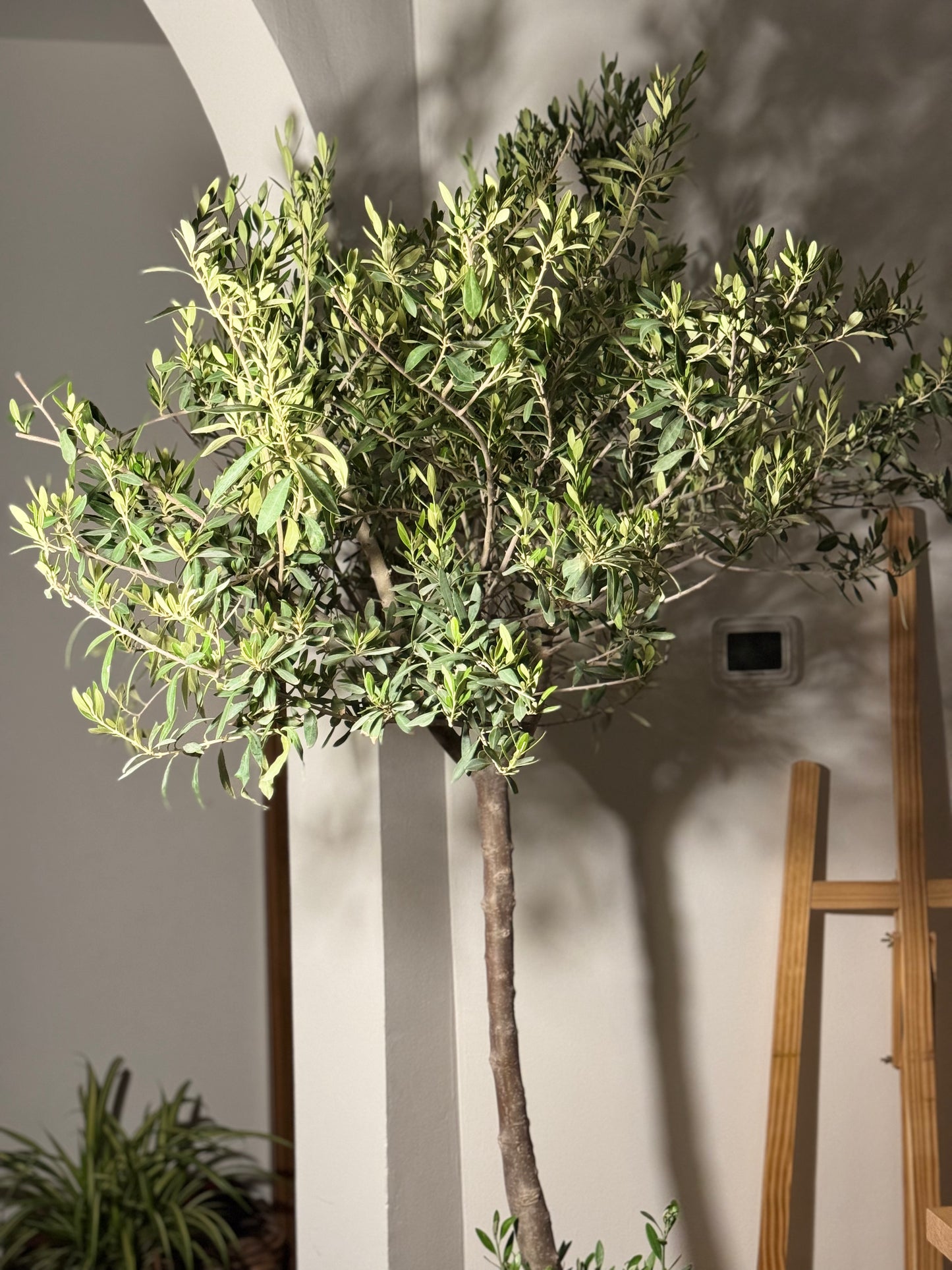 Olive Tree (Olea europaea)