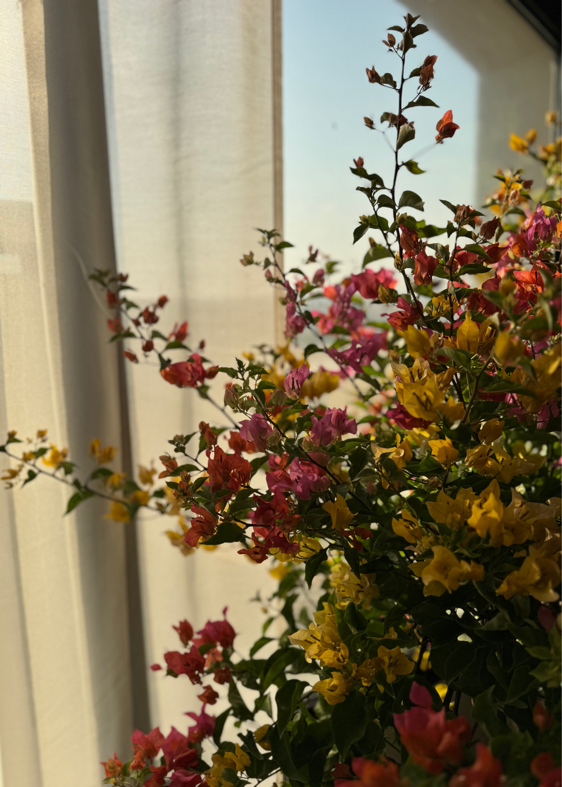 Bougainvillea plant with colorful flowers in front of a window with sheer curtains.