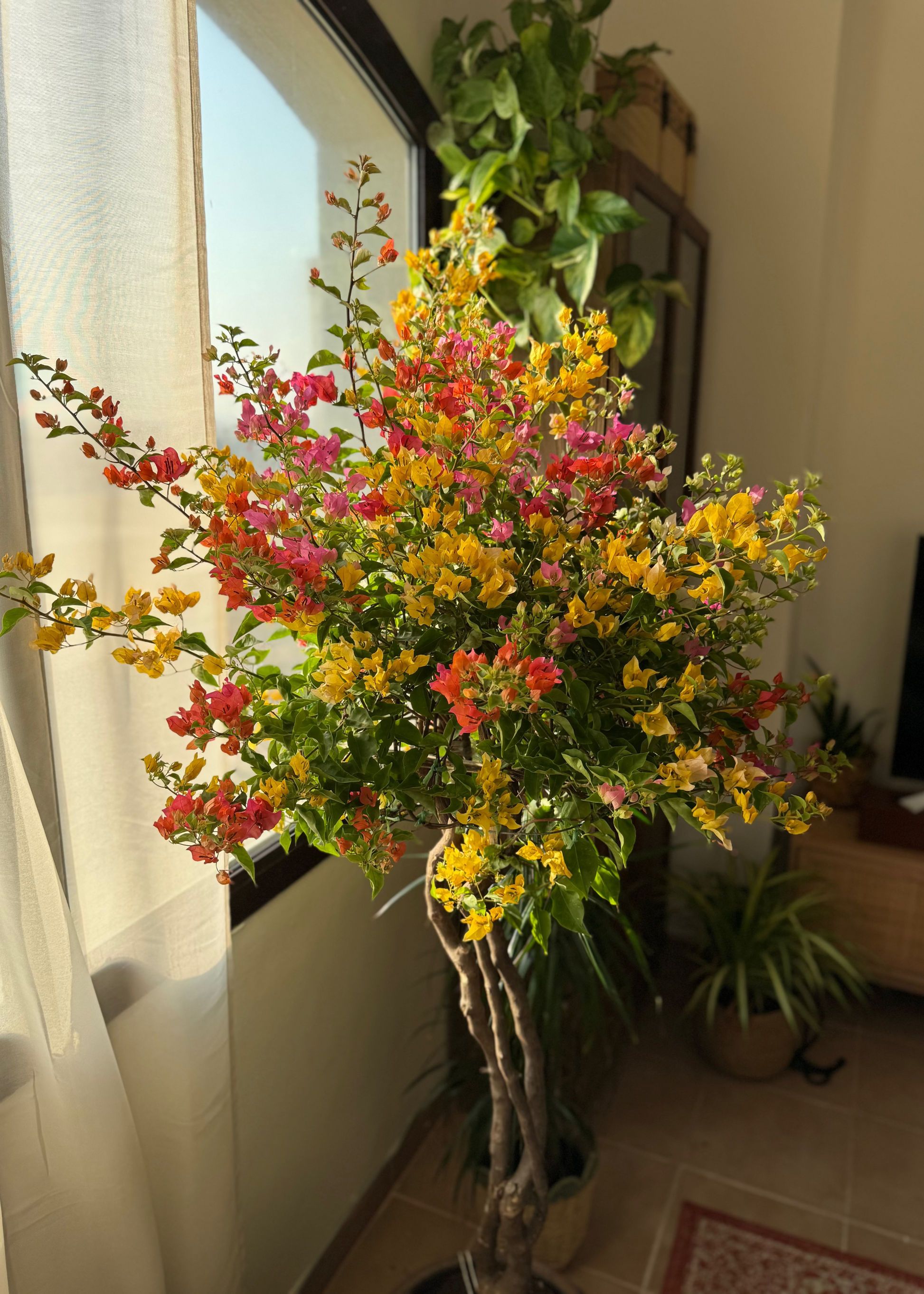 Bouquet of colorful flowers in a vase indoors with a window in the background