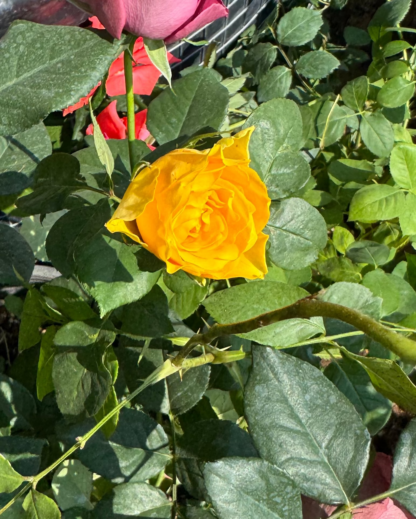 yellow rose close up 