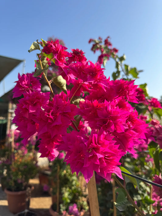 Pom Pom Bougainvillea | 1.2-1.6m