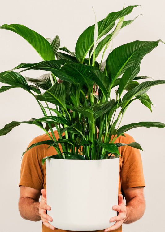 Person holding a large potted plant against a plain background