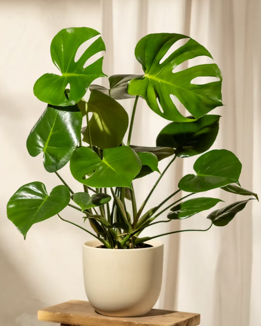 Potted plant on a wooden stool with a neutral background