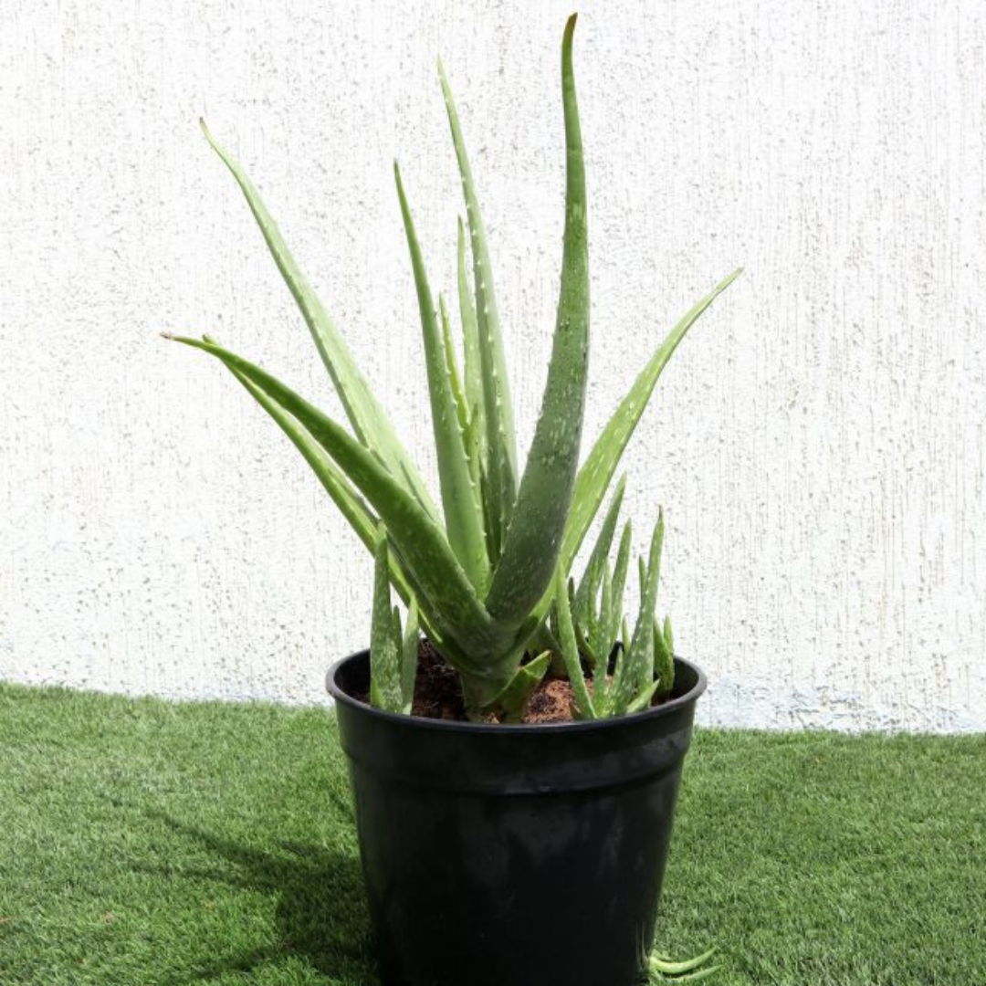 Aloe Vera | Sun-Loving, Low Maintenance Indoor Plant الألوة فيرا