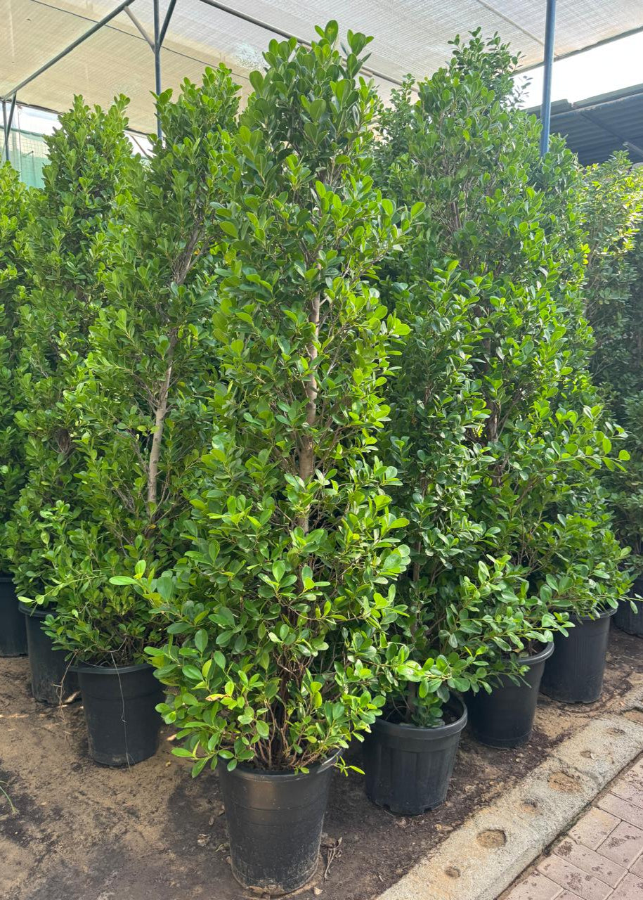 Row of potted green shrubs under a canopy