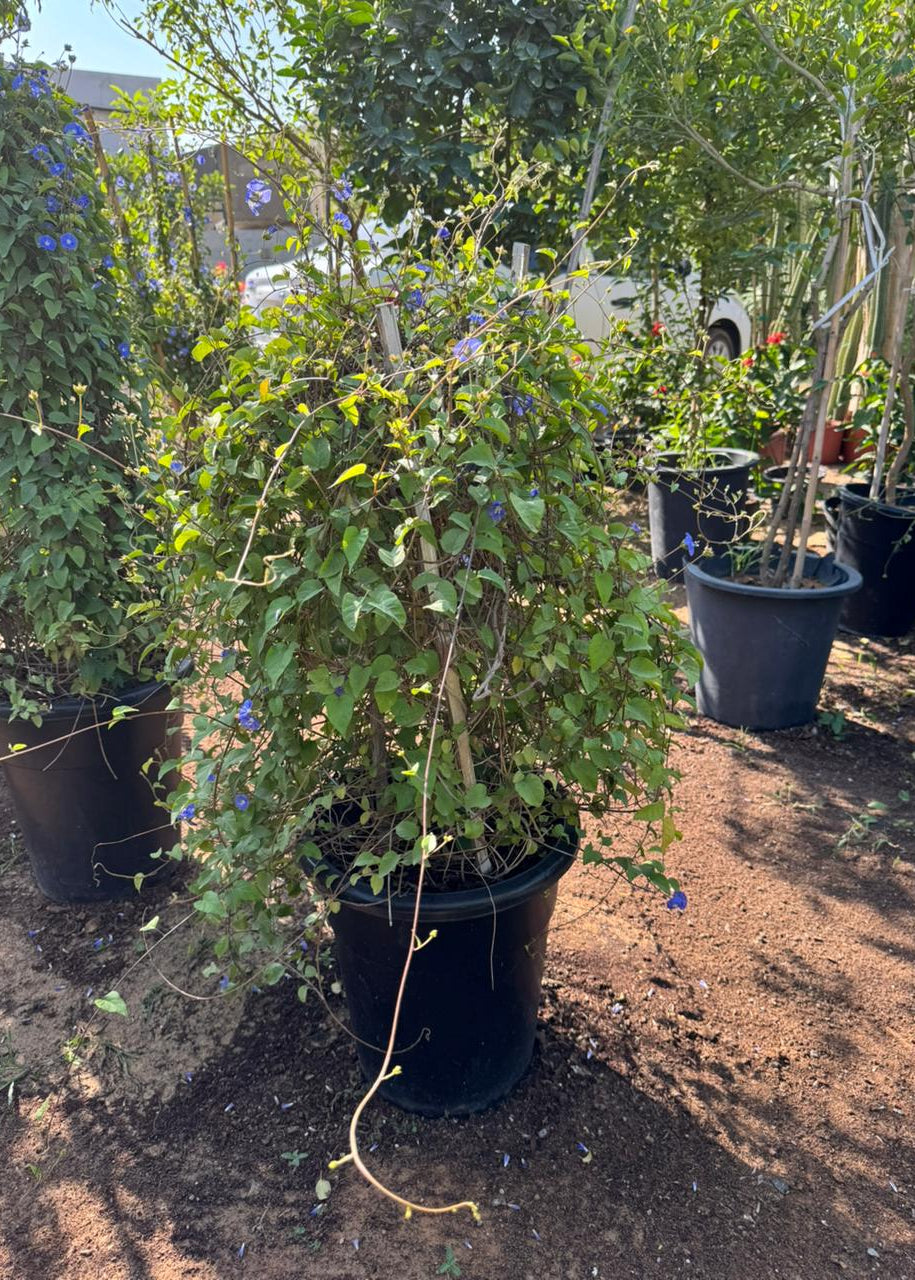 Potted plant with blue flowers in a garden setting