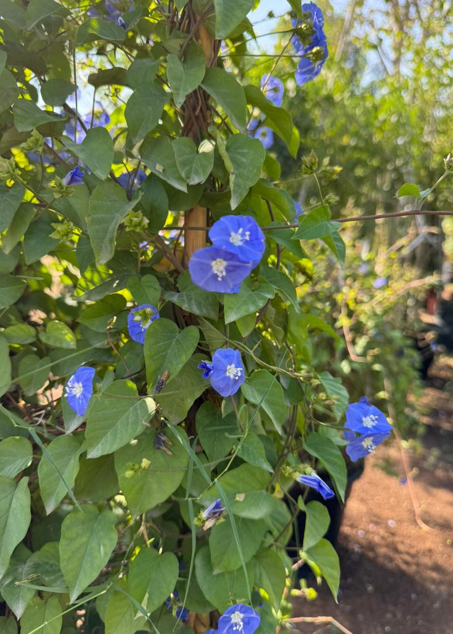 Blue flowers with green leaves in a natural setting