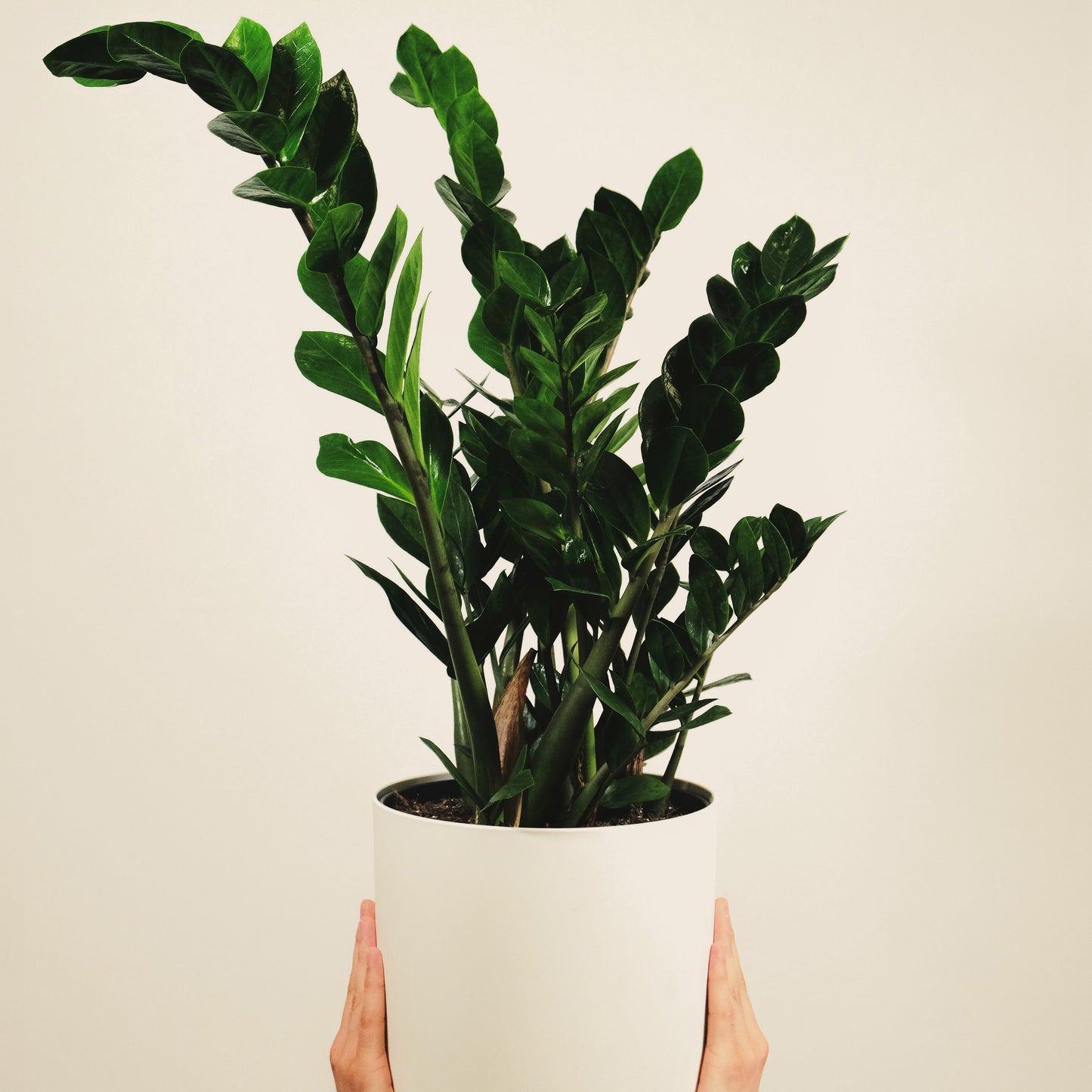 ZZ Plant (Zamioculcas zamiifolia) | Low-Light Friendly, Drought Tolerant Indoor Plant