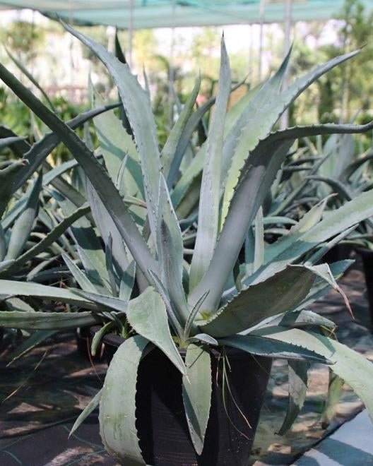 Potted agave plant in a greenhouse setting