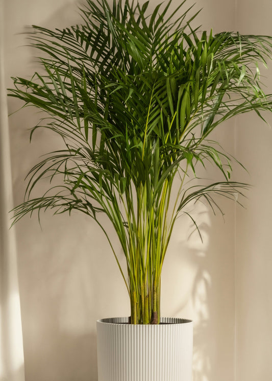 Areca palm in a white ceramic plant near a window