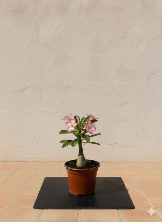 Desert Rose (Adenium)