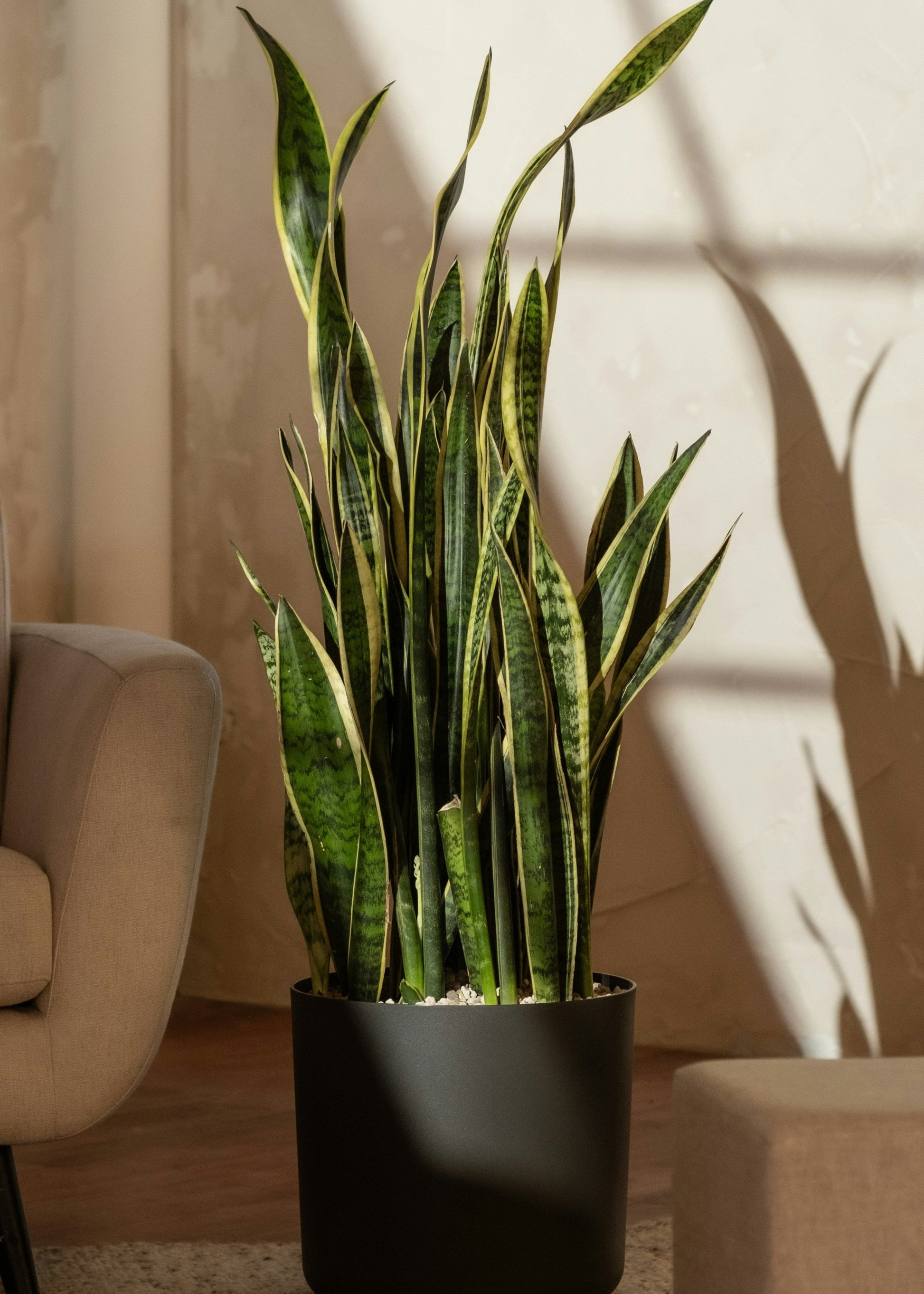 Potted snake plant in a living room with sunlight casting shadows on the wall.