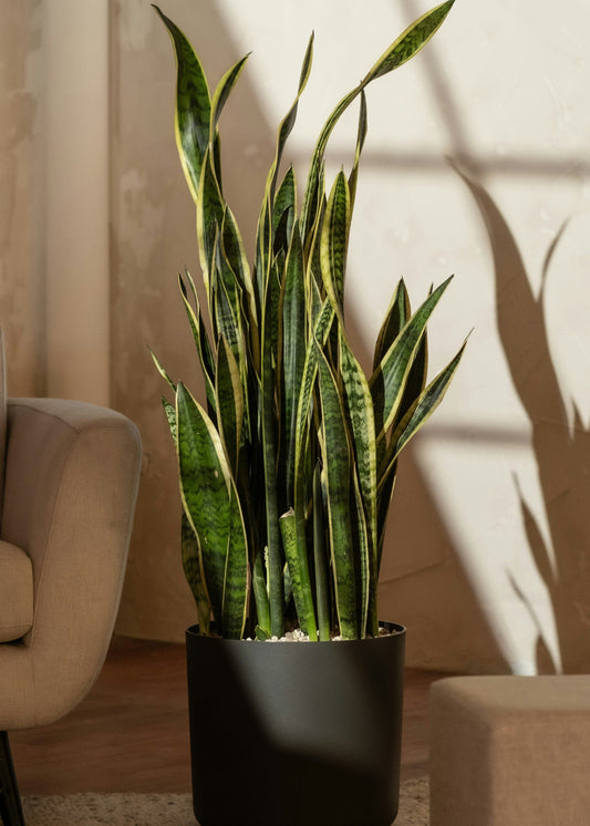 Potted snake plant in a living room with sunlight casting shadows on the wall.