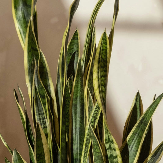 Snake Plant Dracaena (Sansevieria) | Low-Light Friendly, Low-Maintenance Indoor Plant