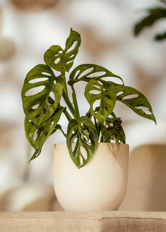 Potted plant on a surface with a blurred background