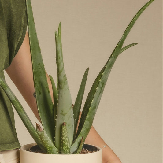 Aloe Vera | Sun-Loving, Low Maintenance Indoor Plant الألوة فيرا