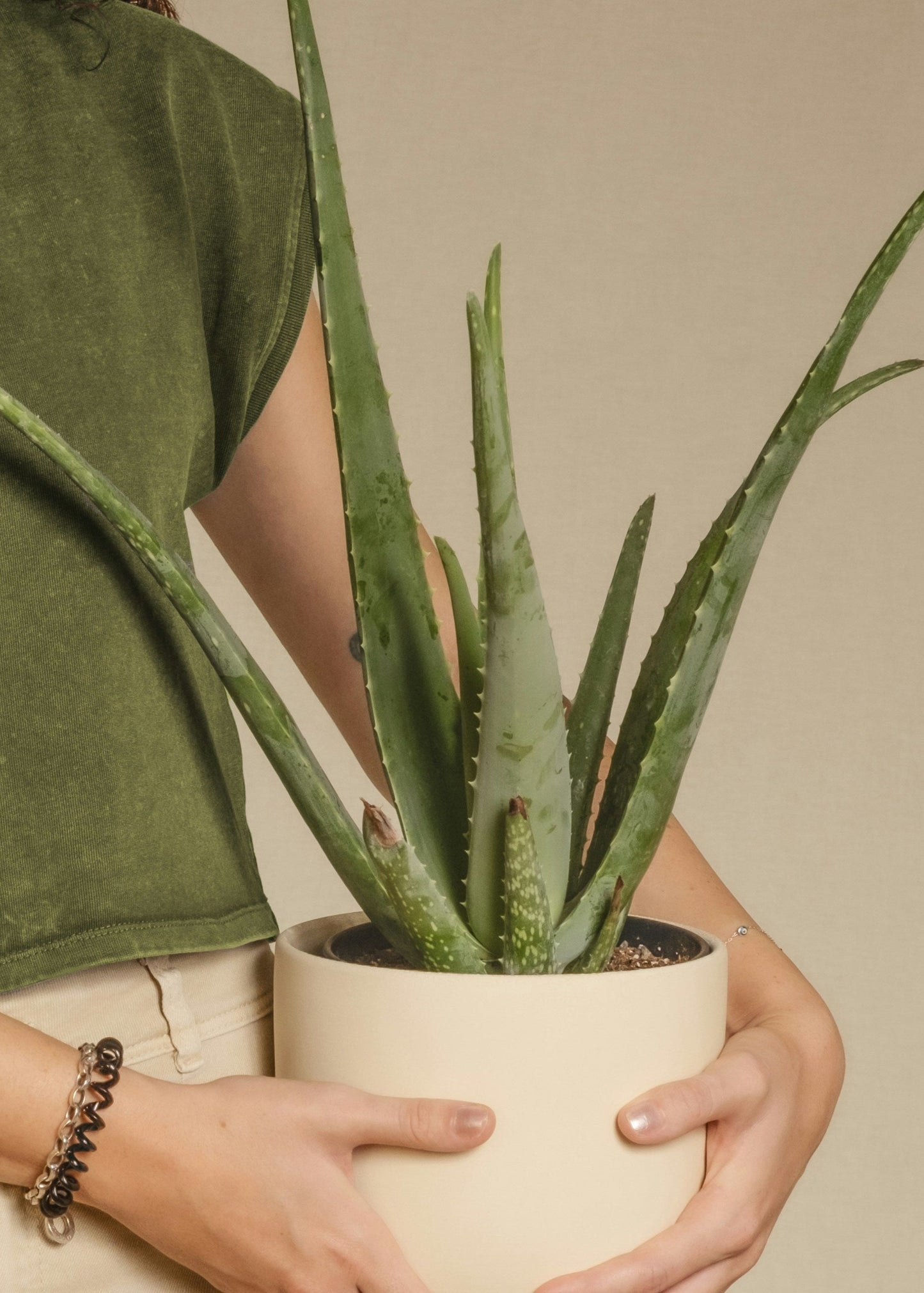 Person holding a potted aloe vera plant against a neutral background