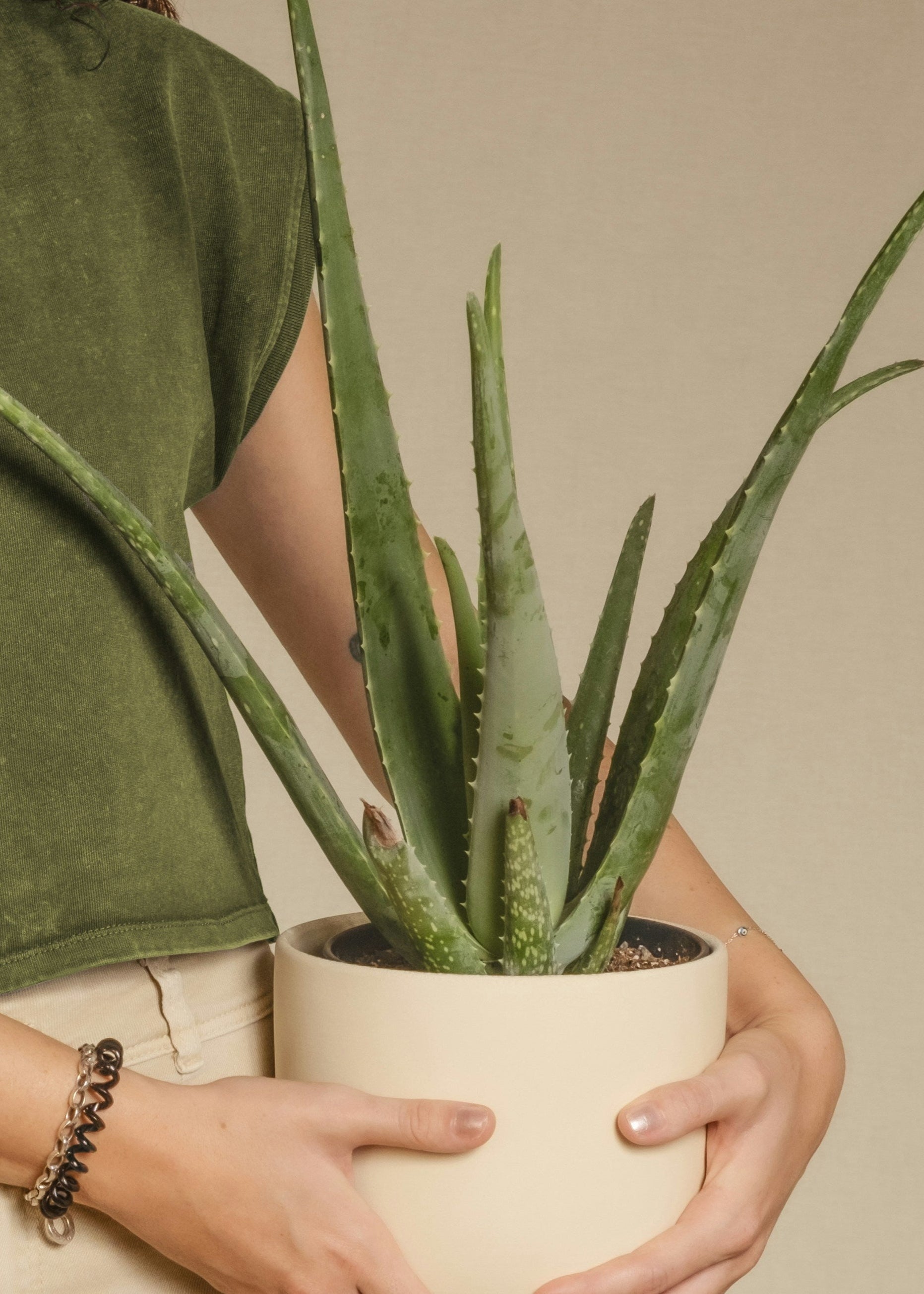Person holding a potted aloe vera plant against a neutral background