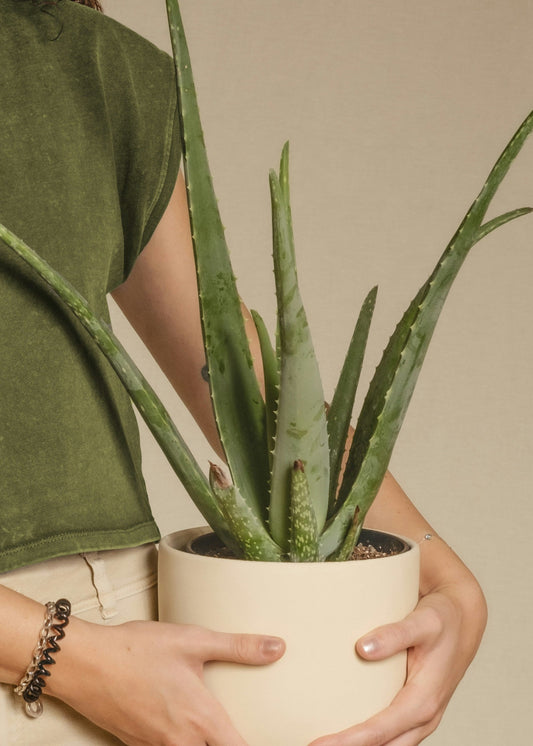 Person holding a potted aloe vera plant against a neutral background