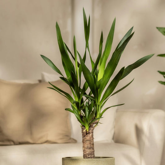 Dracaena Massangeana Medium 70cm | Corn Plant